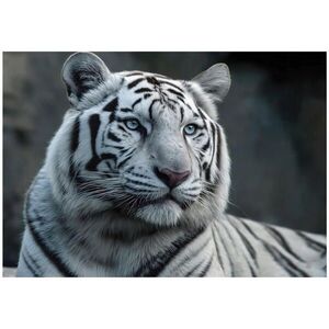 Wallarena FOTOTAPETA Tiger Zvieratá Biela 150x105 cm vyobraziť