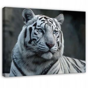 Wallarena OBRAZ na plátne Tiger Zvieratá Biely 60x40 cm vyobraziť