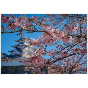 Wallarena FOTOTAPETA Cherry Blossom Japan Blue 150x105 cm vyobraziť