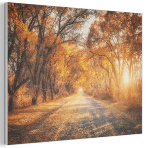 MuchoWow AKUSTICKÝ OBRAZ Les - Jeseň - Stromy - Lesná cesta - Príroda 100x70 cm vyobraziť