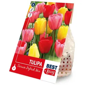 Tulipán Darwin Mixed vyobraziť