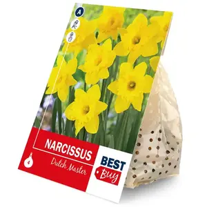 Narcis dutch master 4ks vyobraziť
