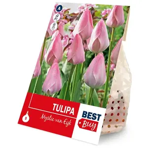 Tulipán mystic van eijk 5ks vyobraziť