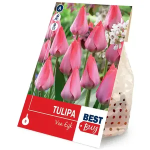 Tulipán van eijk 5ks vyobraziť