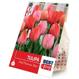 Tulipán pink mix 5ks vyobraziť