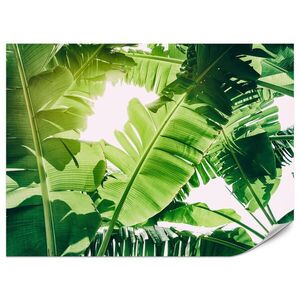 Muralo FOTOTAPETA Pre Obývaciu Izbu Banánovník Zelené Listy Tropická 250 x 175 cm vyobraziť