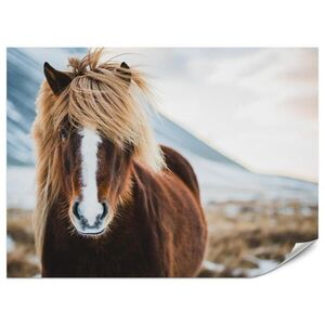 Muralo FOTOTAPETA Pre Spálňu Islandský Divoký Kôň Portrét Lúka 350 x 256 cm vyobraziť