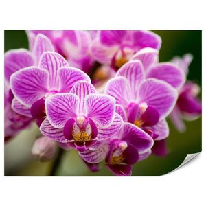Muralo FOTOTAPETA Pre Obývaciu Izbu Kytica Fialových Orchideí 500 x 350 cm vyobraziť