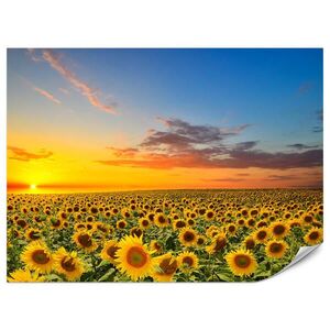 Muralo FOTOTAPETA Pre Kuchyňu Západ Slnka Pole Slnečníc Kvety 100 x 70 cm vyobraziť