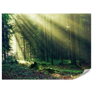 Muralo FOTOTAPETA Pre Spálňu Východ Slnka Les Stromy Mach 400 x 280 cm vyobraziť