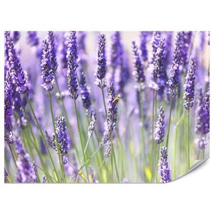 Muralo FOTOTAPETA Pre Kuchyňu Levanduľová Lúka Kvety Bylinky 350 x 256 cm vyobraziť