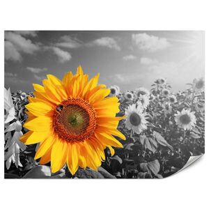 Muralo FOTOTAPETA Pre Kuchyňu Žltá Slnečnica Čierno-Biele Pozadie 450 x 315 cm vyobraziť