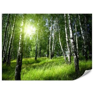 Muralo FOTOTAPETA Pre Obývaciu Izbu Zelený Brezový Les Tráva Slnko Príroda 200 x 140 cm vyobraziť