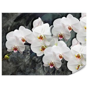 Muralo FOTOTAPETA Pre Spálňu Biele Orchidey Rustikálne Pozadie Florálna 300 x 210 cm vyobraziť