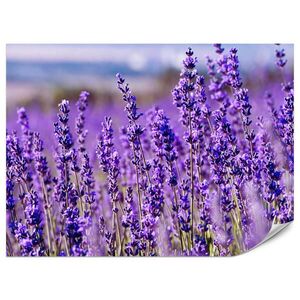 Muralo FOTOTAPETA Pre Spálňu Levanduľové Pole Kvety Provensálsko 300 x 210 cm vyobraziť