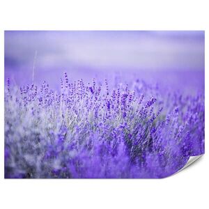 Muralo FOTOTAPETA Pre Kuchyňu Levanduľová Lúka Kvety Orgovánové Pole 300 x 210 cm vyobraziť