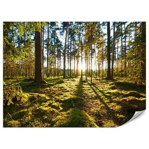 Muralo FOTOTAPETA Pre Kuchyňu Východ Slnka LES Mach Stromy Slnečný Lúč 100 x 70 cm vyobraziť