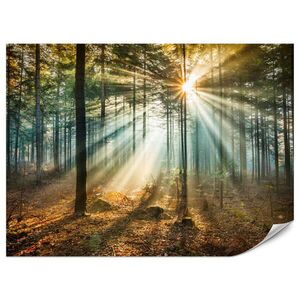 Muralo FOTOTAPETA Pre Obývaciu Izbu Jesenný Les Západ Slnka Stromy Príroda 250 x 175 cm vyobraziť