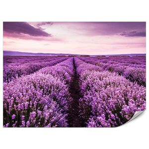 Muralo FOTOTAPETA Pre Spálňu Fialová Levanduľa Lúka Harmonická Romantická 400 x 280 cm vyobraziť