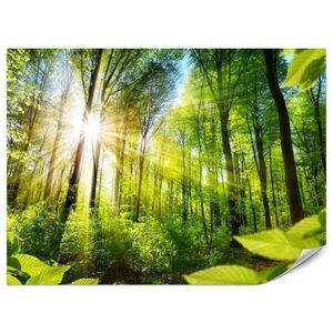 Muralo FOTOTAPETA Pre Obývaciu Izbu Východ Slnka Medzi Stromami Les 450 x 315 cm vyobraziť