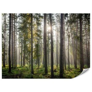 Muralo FOTOTAPETA Pre Obývaciu Izbu LES Východ Slnka Mach Stromy Zelená 400 x 280 cm vyobraziť