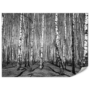 Muralo FOTOTAPETA Pre Obývaciu Izbu Brezový Les Čierno-Biela Minimalistická 250 x 175 cm vyobraziť