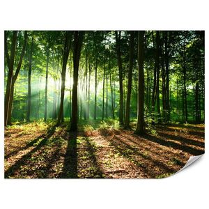 Muralo FOTOTAPETA Pre Obývaciu Izbu Slnečné Lúče Les Stromy Listy 350 x 256 cm vyobraziť