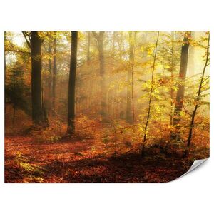 Muralo FOTOTAPETA Pre Obývaciu Izbu Jesenná Hmla Listnatý Les Stromy 300 x 210 cm vyobraziť