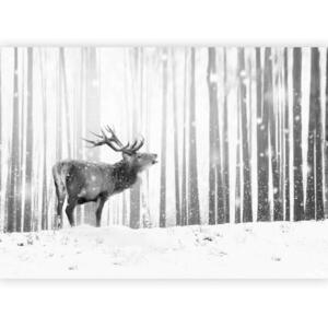 artgeist FOTOTAPETA velikost: 250/175 cm vyobraziť