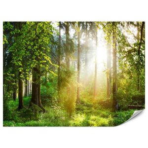 Muralo FOTOTAPETA Vliesová pre Obývačku Slnečný Les Stromy Rastliny Príroda Tráva 100x70 vyobraziť