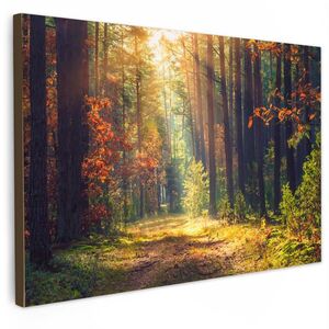 MuchoWow OBRAZ NA PLÁTNE Les - jeseň - stromy 60x40 cm vyobraziť