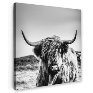 MuchoWow OBRAZ NA PLÁTNE Krava - Škótska horalka - Čierna - Biela - Zviera - Príroda - Divoká zver 20x20 cm vyobraziť