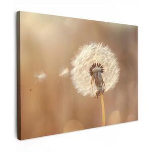MuchoWow OBRAZ NA PLÁTNE Púpava - béžová - príroda - kvetina 80x60 cm vyobraziť