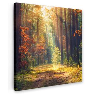 MuchoWow OBRAZ NA PLÁTNE Les - jeseň - stromy 50x50 cm vyobraziť