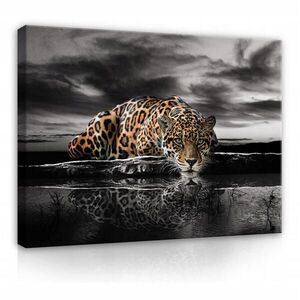 Wallarena OBRAZY NA PLÁTNE Tigre Zvieratá 100x70 vyobraziť