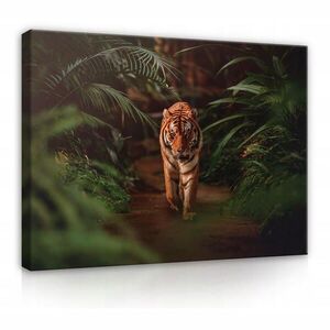 Wallarena OBRAZY NA PLÁTNE Tigre Zvieratá 60x40 vyobraziť