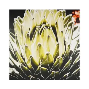 Obraz na plátne Agáve kráľovská, 80x80 cm% vyobraziť