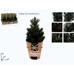 MAKRO - Rastlinka mini smrek rôzne druhy vyobraziť